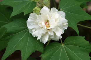 木芙蓉