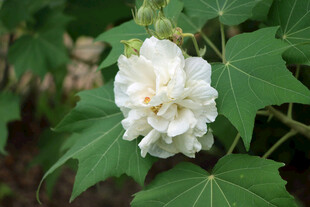木芙蓉