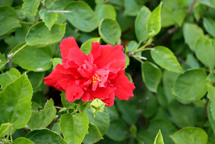扶桑花