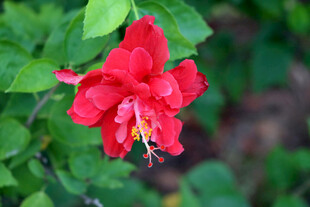 扶桑花
