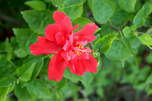 扶桑花