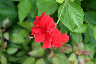 扶桑花