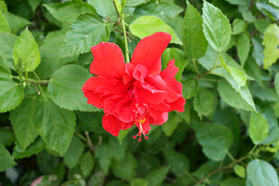 扶桑花