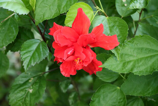 扶桑花