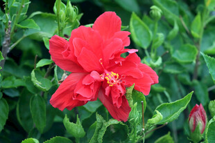 扶桑花