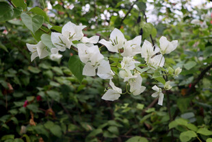 白色三角梅