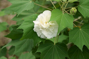 木芙蓉