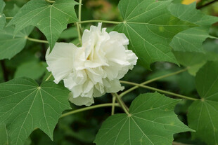 木芙蓉