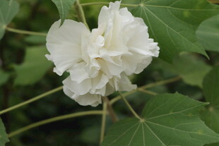 木芙蓉