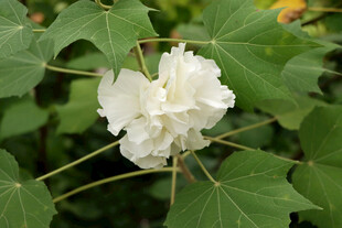 木芙蓉