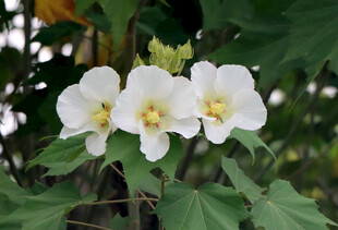 木芙蓉