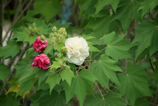 木芙蓉