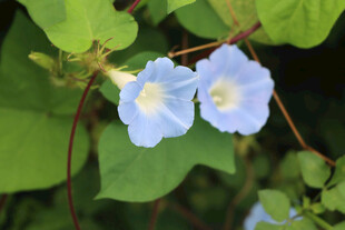 牵牛花