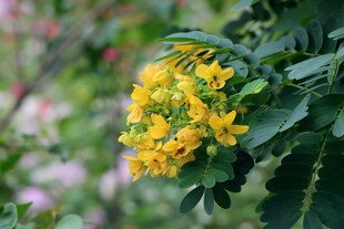 黄槐决明花