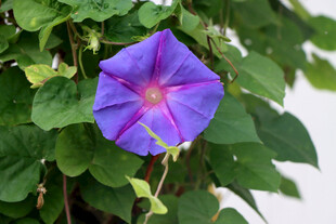 牵牛花