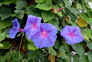 牵牛花