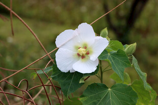 木芙蓉