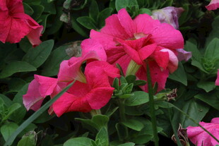 矮牵牛花 
