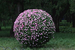 凤仙花花球  