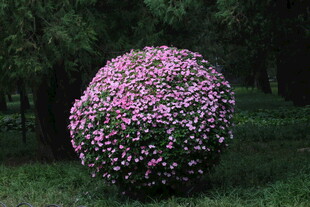凤仙花花球 