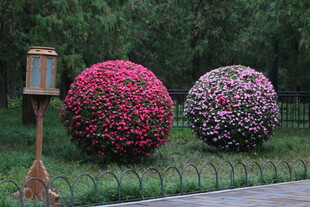 凤仙花花球 