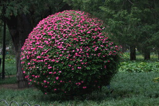 凤仙花花球  