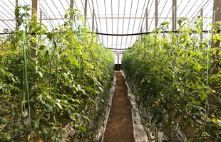 番茄栽培