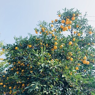 橘子树 