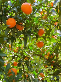 橘子树 