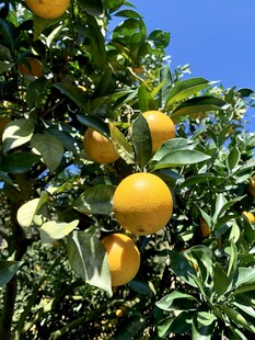 橘子树 
