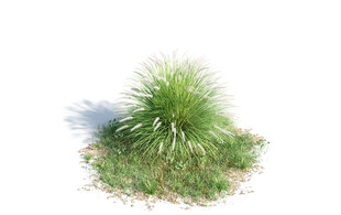 C4D模型 绿色植物