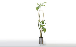 C4D模型 绿色植物