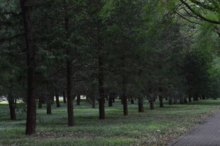 公园风景  
