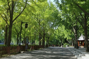 公园风景 
