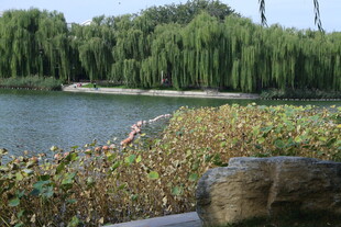 陶然亭风景 