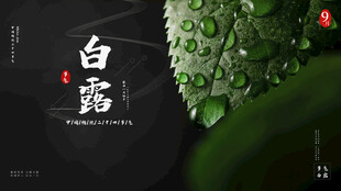 白露节气宣传海报展板