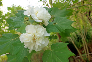 木芙蓉