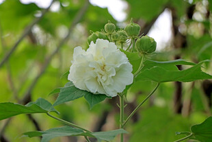 木芙蓉
