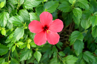 扶桑花