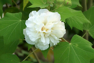 木芙蓉