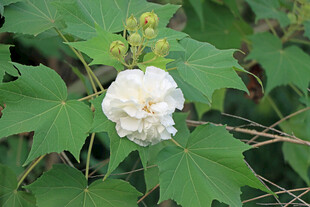 木芙蓉