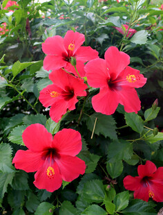 扶桑花