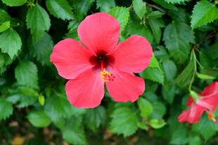 扶桑花
