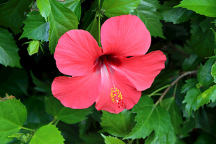 扶桑花