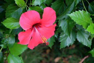 扶桑花