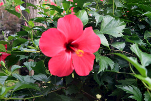 扶桑花