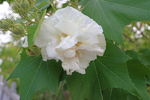 木芙蓉