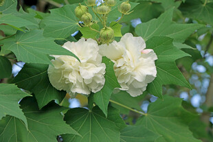木芙蓉