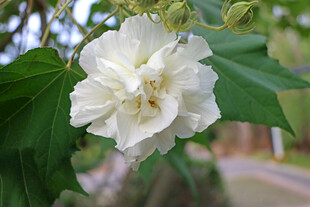 木芙蓉