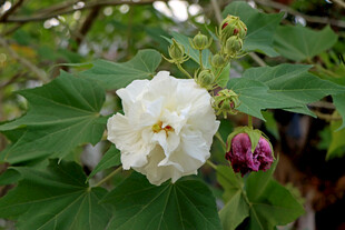 木芙蓉